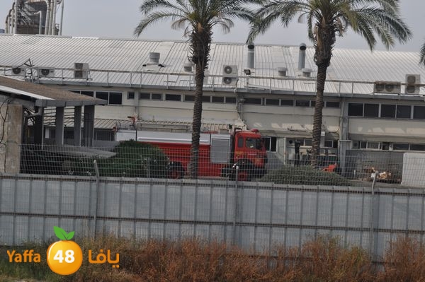 fireludkartoonmasna34 (8).JPG